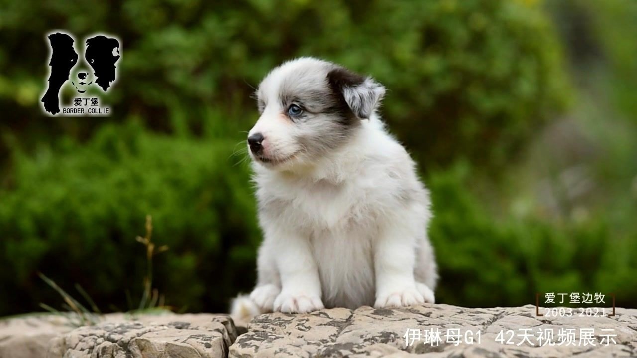 稀有,少见的海豹陨石色边牧!伊琳母g1-42天