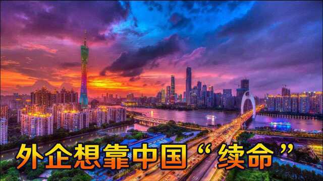 傍上中国才有“活路”!西方疫情爆炸,外企纷纷向中国投来目光