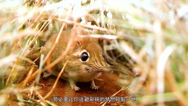 物理学家象鼩的家常事,以及水鼩鼱和跳鼠的浮光掠影