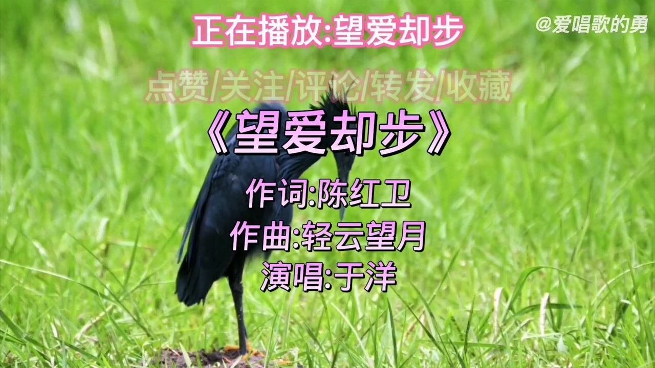 于洋经典歌曲分享望爱却步十分好听的歌曲