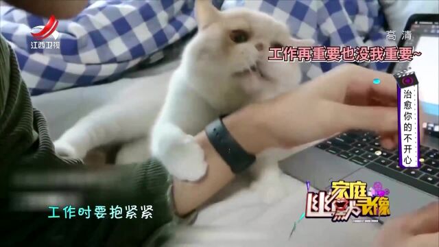 猫咪无时无刻都要抱紧主人,猫咪:我是你的小可爱,丨家幽