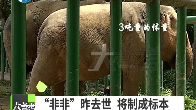 河南郑州:郑州动物园非洲象“非非”因病去世,将被制成标本