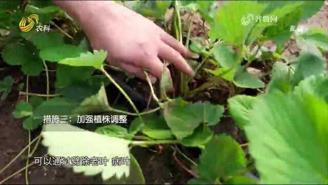 草莓匍匐茎发生少?专家来支招,这些措施要记牢