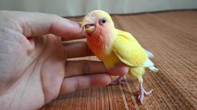 黄桃鹦鹉小时候图片