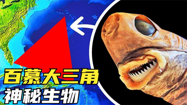6种藏在百慕大三角下的神秘生物这里的鲨鱼把蓝鲸当移动零食