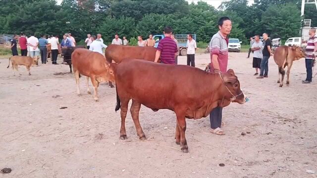 牛市交易市场,黄牛价格行情,看看现在的价格是涨还是跌