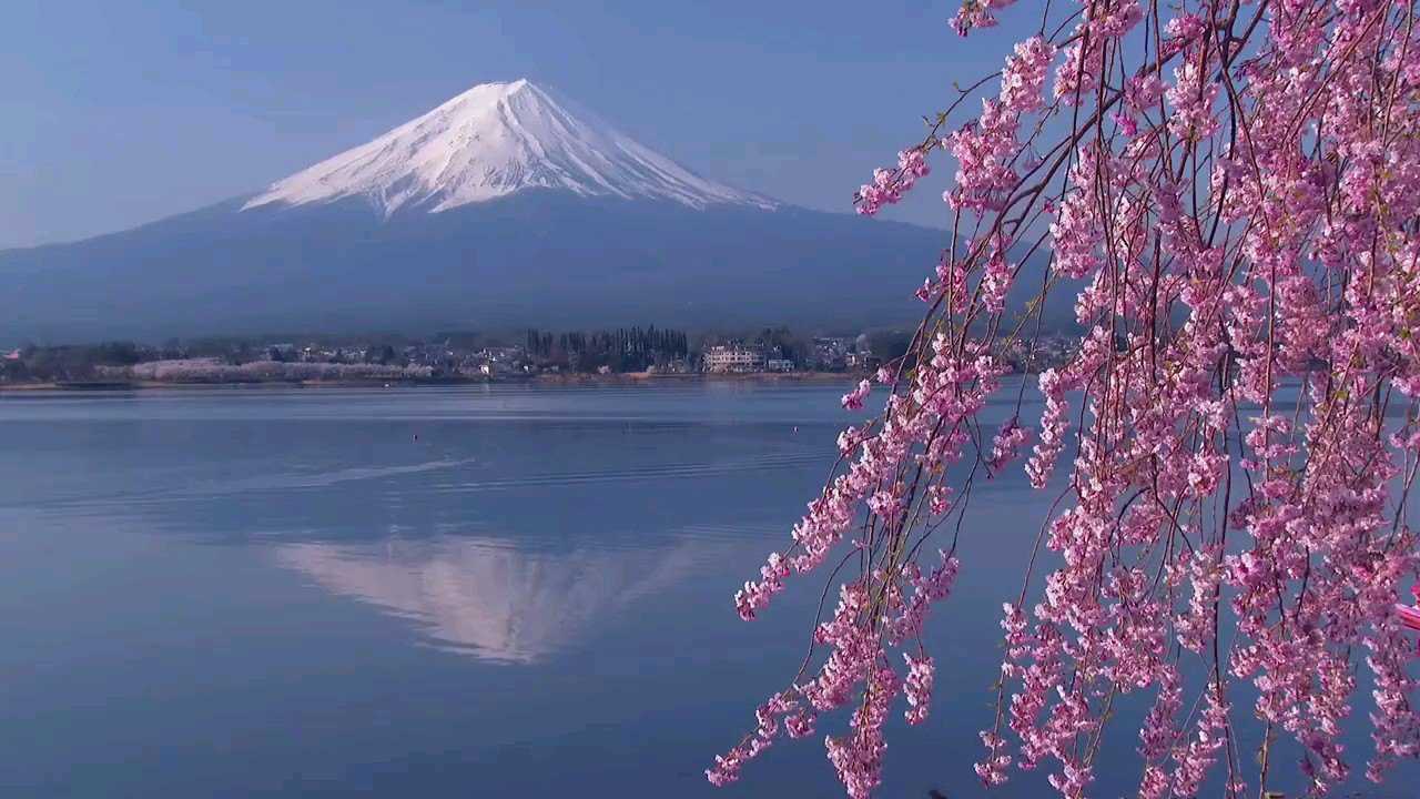 文案.78和你最愛的人一起看富士山下的櫻花.