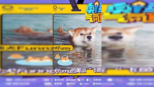 柴犬Funny的奥运“飞鱼秀”，来看正宗大狗刨！