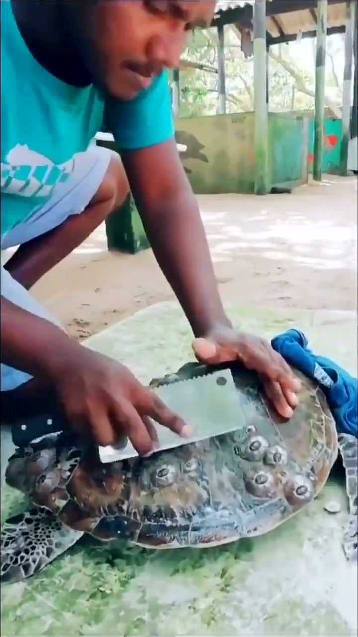 给你们看下海龟鲸鱼身上的藤壶多难去掉