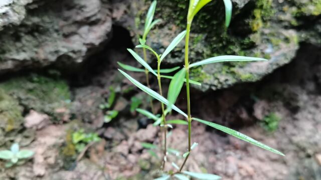 这种植物叶子长得很漂亮,它叫白花蛇舌草!是一种野生中草药材,认识一下吧