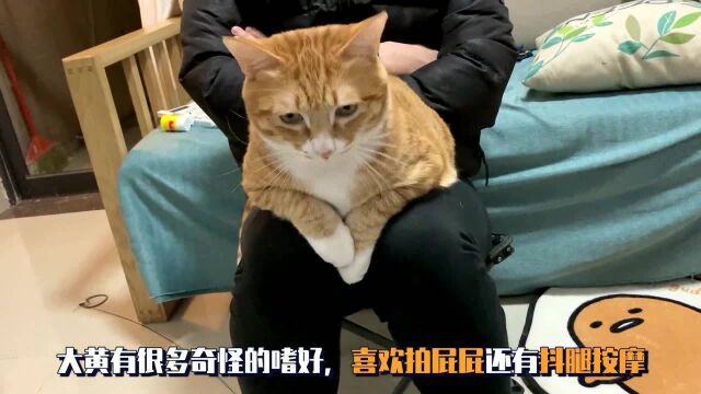 猫咪:朕在骑马,真得劲儿主人你再快点,你快点让我感受一下什么叫速度与激情