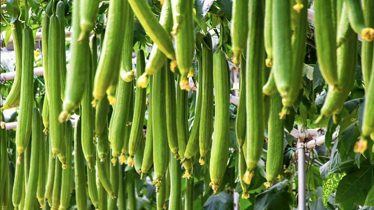 秋季丝瓜高产种植技巧,只需做好两大步骤,丝瓜结的嫩又多