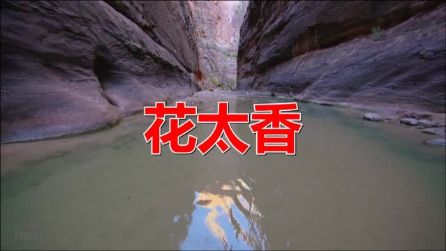 经典老歌《花太香》词曲入心扉,听哭多少人