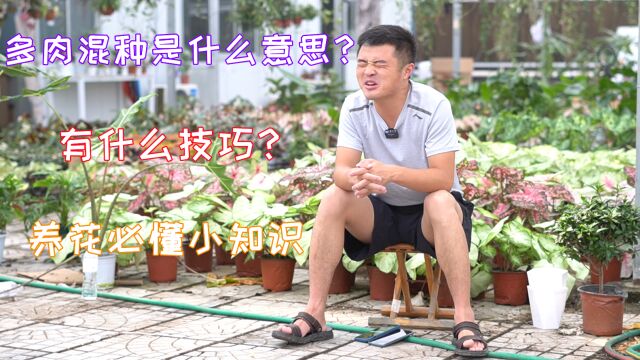 多肉混种是什么意思?有什么技巧吗?多肉必懂小知识.