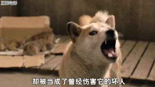 看一次哭一次，日本狗狗无人收养，只能活七天