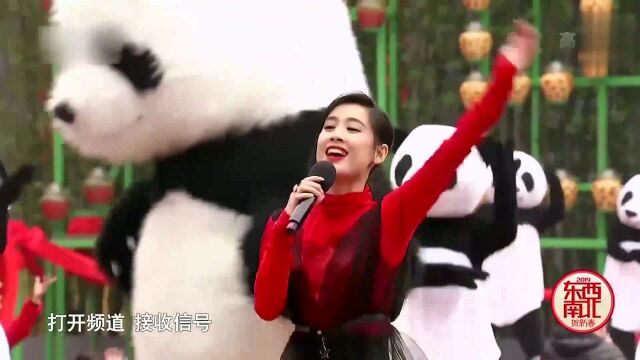 星女郎黄圣依演唱《熊猫舞》,可爱来袭.一群熊猫真可爱