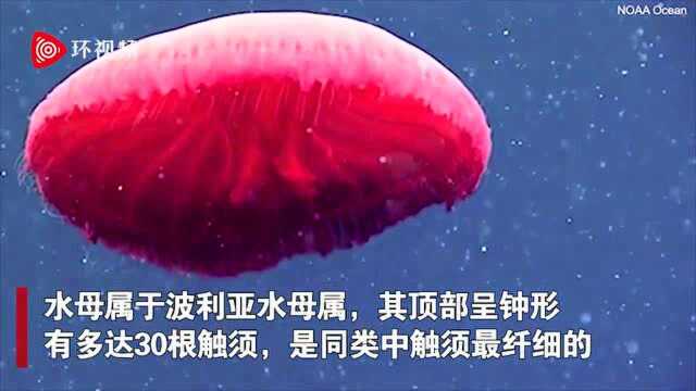 首次被拍到!美国科学家在水下2300英尺处发现一种红色水母