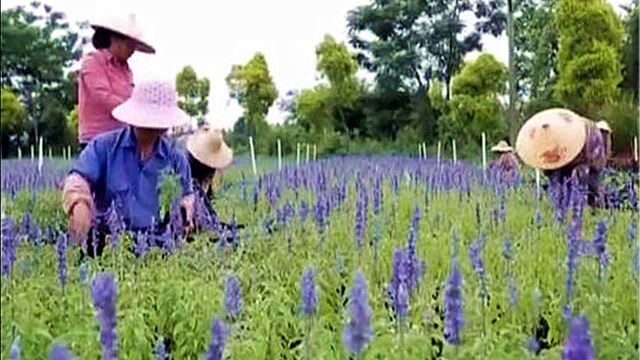 探秘草花种植基地!这里不仅花卉产量大,还引进了不少新的品种