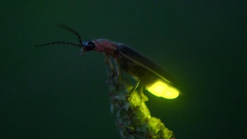 萤火虫如何用生物荧光书写情信？反应时间和光的亮度都有奥妙！#知识π计划-知识抢先知#