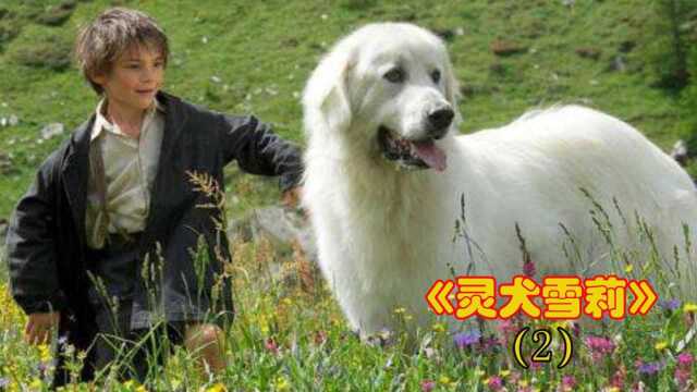 《灵犬雪莉》2:小男孩捡到一只流浪狗,以为它很普通,给它洗完澡后看呆了#电影种草指南大赛#