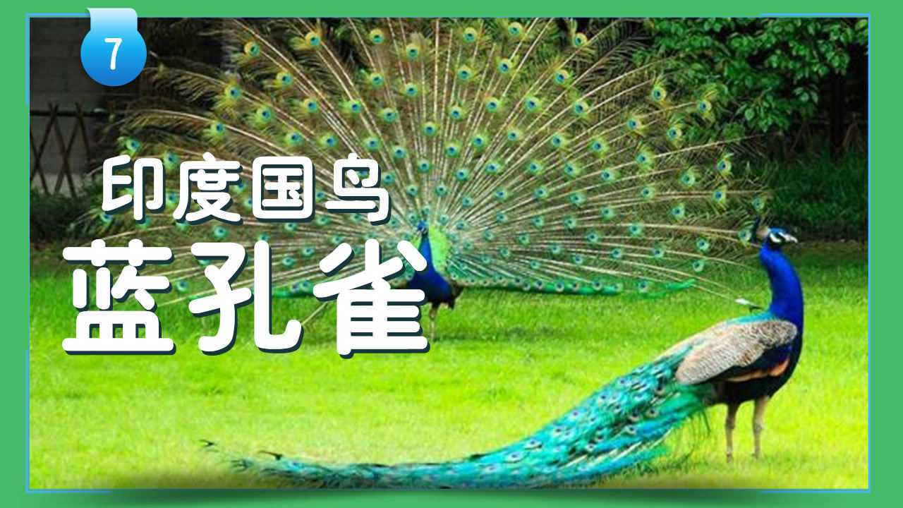 印度国鸟:蓝孔雀