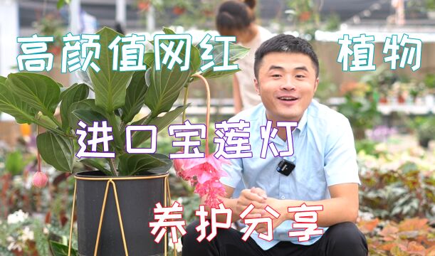 花中新“贵”进口宝莲灯如何养护?注意这几点,养护起来很简单.