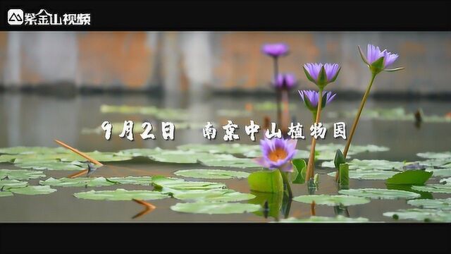 9月,与王莲相会在中山植物园