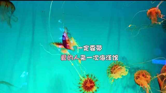 山东日照海洋公园攻略来了,带爱的人来一次海洋公园