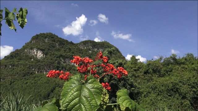 农村山脚下的这种野植,白发老奶奶说它价值高,一起了解下