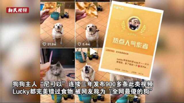 3天吸粉百万!上海女生携狗挑战全网最“傻”汪:它是故意想让我开心