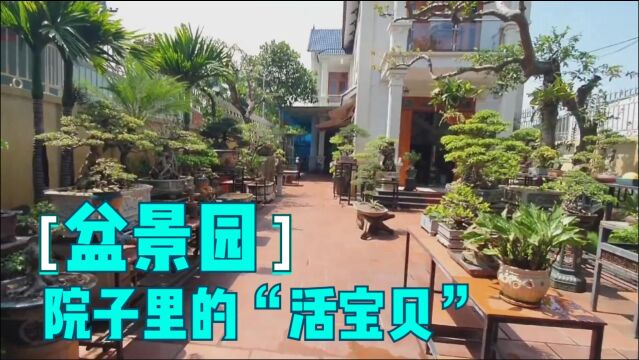 家里的盆景园,院子里的“活宝贝”!“盆小意境深,景微情趣浓”