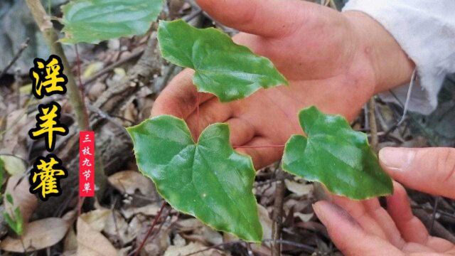 淫羊藿又名三支九节草,据说公羊吃了找母羊,有植物界“伟哥”之称!#淫羊藿叶 #伟哥