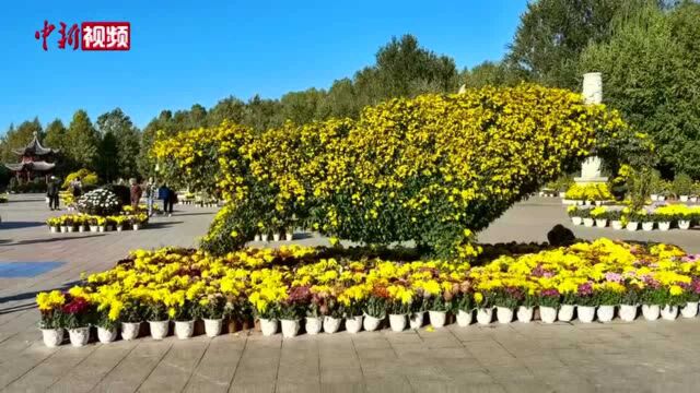 中秋赏菊正当时秋季菊花展冰城开幕