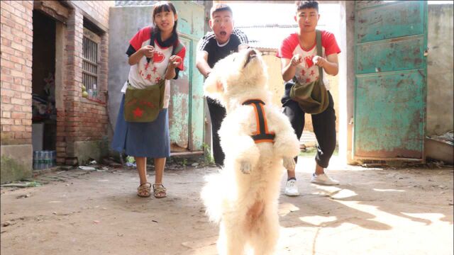 老师让写关于狗的作文,孩子们无从下手,没想二舅悄悄买来小狗