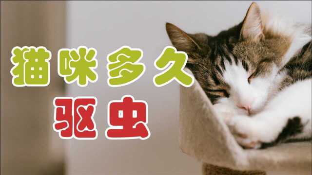 猫咪多久驱虫