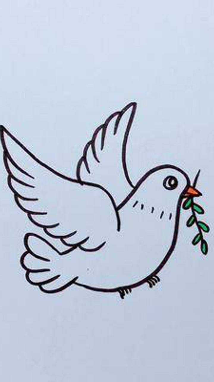 简笔画和平鸽一起学画画我在这里告白祖国