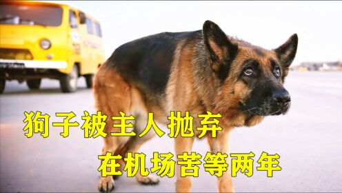 [图]狗子被主人抛弃，在机场苦等两年，结局感动了无数人，2021年最新温情电影《忠犬帕尔马》