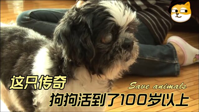 这只传奇狗狗活到了100岁以上!