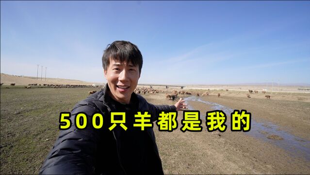 杨旭在新疆农村放羊,1个人放500只羊谈何容易,场面太壮观