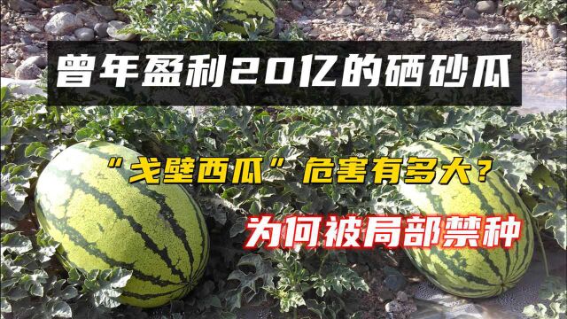 “戈壁西瓜”危害有多大?曾年盈利20亿的硒砂瓜,为何被局部禁种