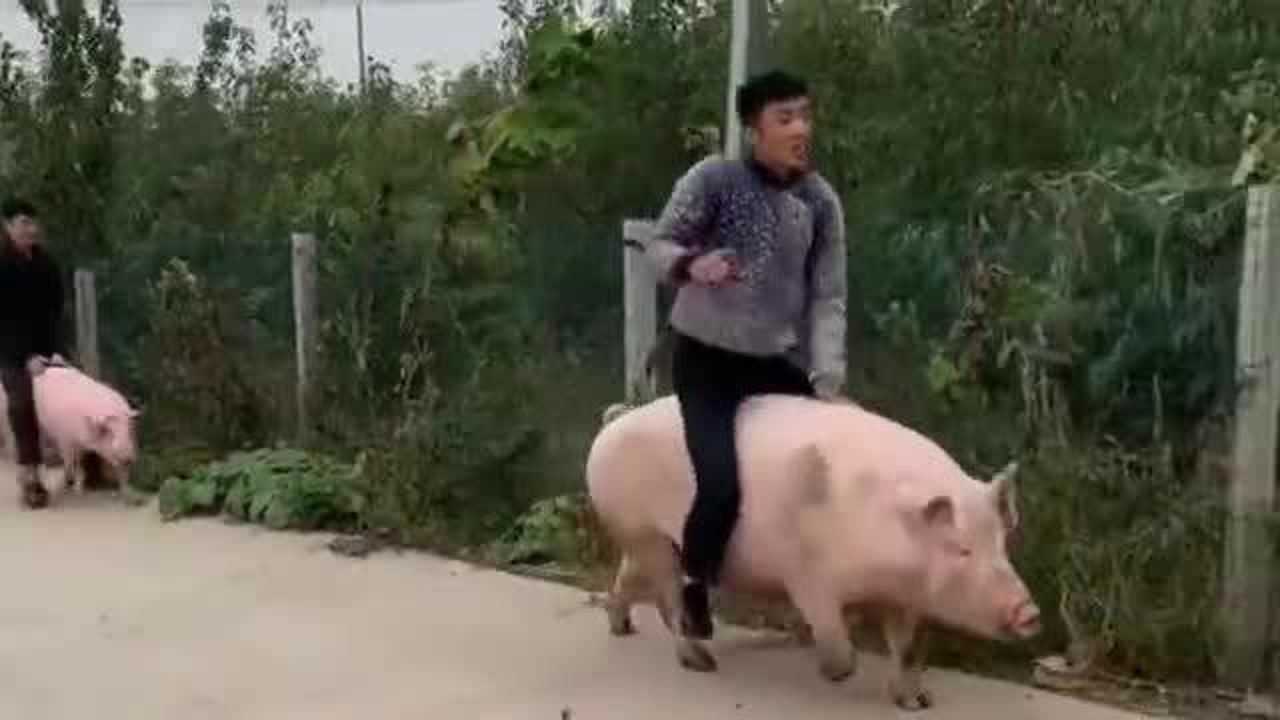 高手在民间，大哥骑猪技术一看就是老手，新手骑猪动都不动一下！_高清1080P在线观看平台_腾讯视频