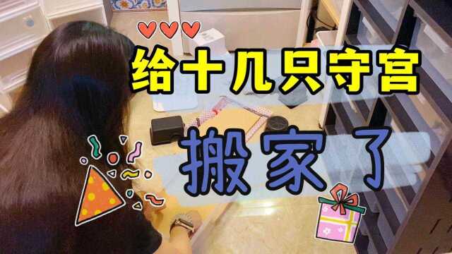 和仓鼠煮鸡胸肉,叫猫咪看着小仓鼠,猫咪:不听话就吃了你 萌宠金大帅