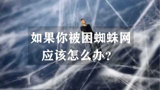 如果你被困巨型蜘蛛网,应该怎么办?