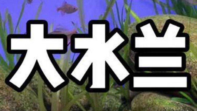 大水兰应该是所有水草里面长得最快也是最容易修剪的一个品种了吧#原生缸