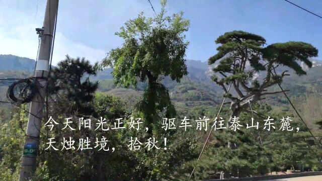 2021年秋,泰山天烛峰——拾秋(上)