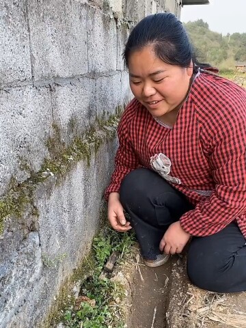 天天从路边过都没看到今天才看到太高兴了又有好吃的羊肚菌农村宝妈正