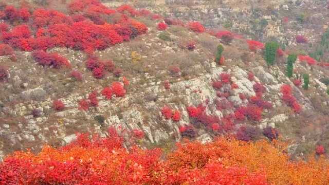 省城红叶:1029,赵家岭特色红叶,朵朵彩云飘山涧,打卡正当时!