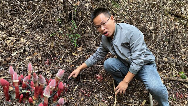 山上发现罕见的“蔬花蛇菰”,越来越少了,你若遇见请好好珍惜