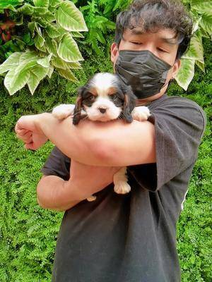 查理王小猎犬 三色小公