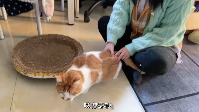 硅谷清洁黑科技遇上居家小奶猫,Trifo 扫地机器人有多可靠?